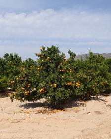 Orangenplantage nahe Sucina