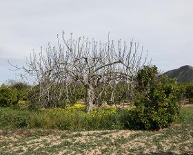 Feigenbaum, Murcia
