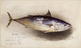 Fischstudie (Bonito-Thunfisch)