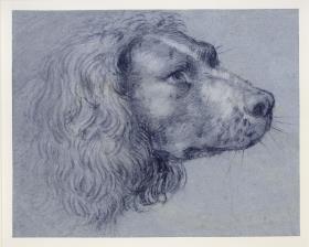 Kopfstudie eines Spaniels