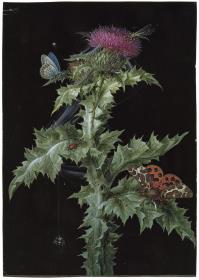 Stachel-Eselsdistel mit Insekten