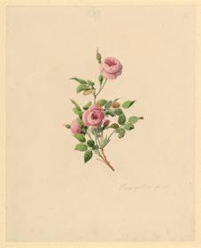 Rosa gallica pl. Liebesrose zu: Herbarium Ornatum