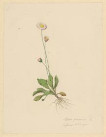 Bellis perennis L. Gänseblümchen zu: Herbarium Ornatum