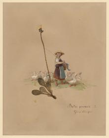 Bellis perennis L. Gänseblümchen zu: Herbarium Ornatum