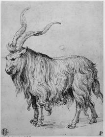 Schafsbock