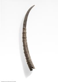 Gazellenhorn