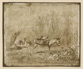 Der Esel auf der Wiese