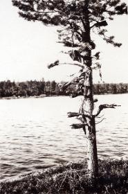 Baum mit getrockneten Fischköpfen